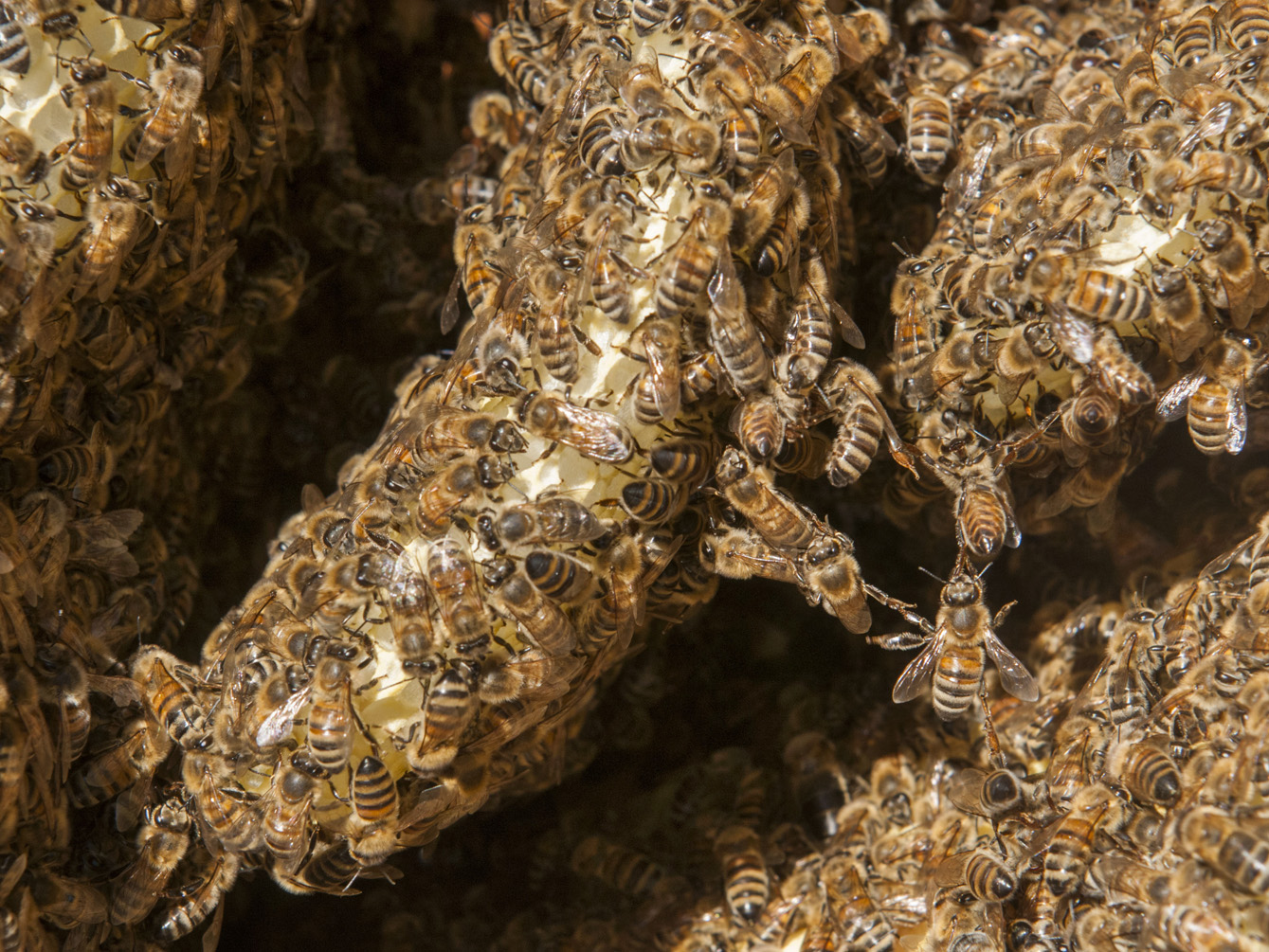 032_SachsMittl_Bienenbau und Bienenbeute_(c)Sachs-Mittl